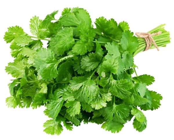 Fresh Coriander Leaves