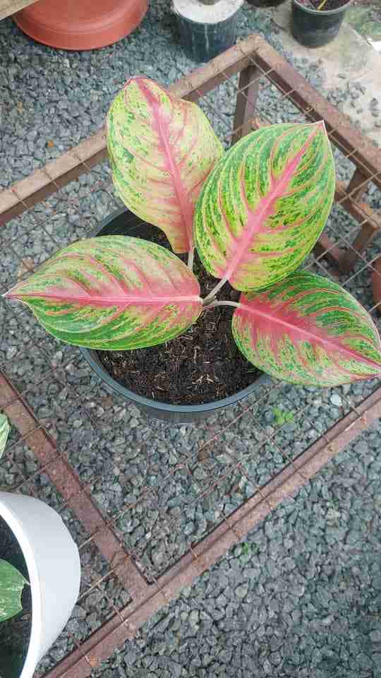 Aglaonema amber