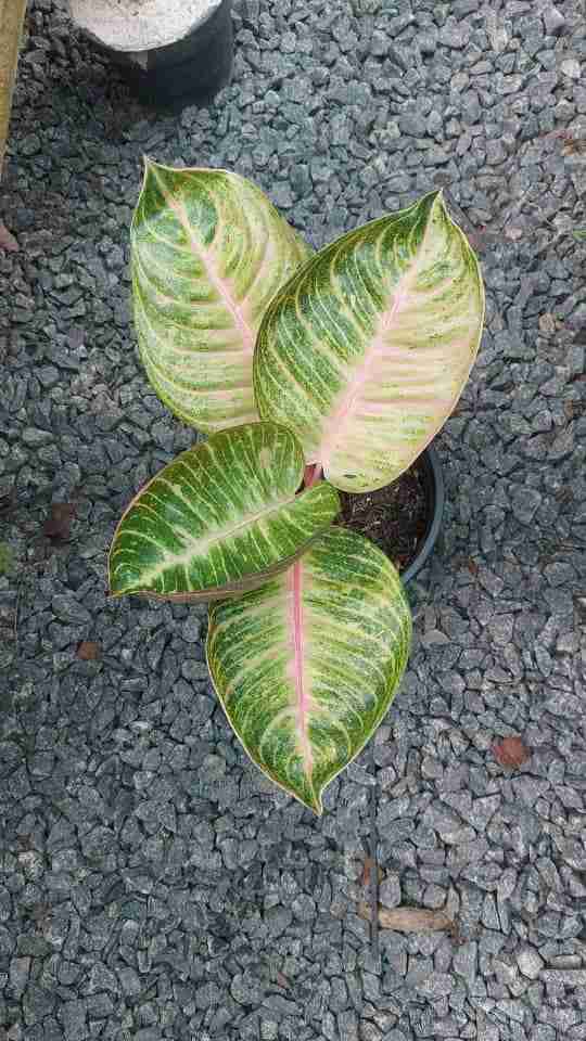 Aglaonema moonlight
