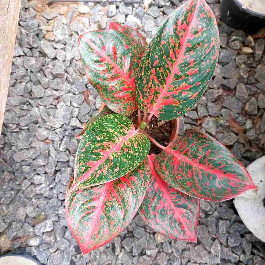 Aglaonema red star dust