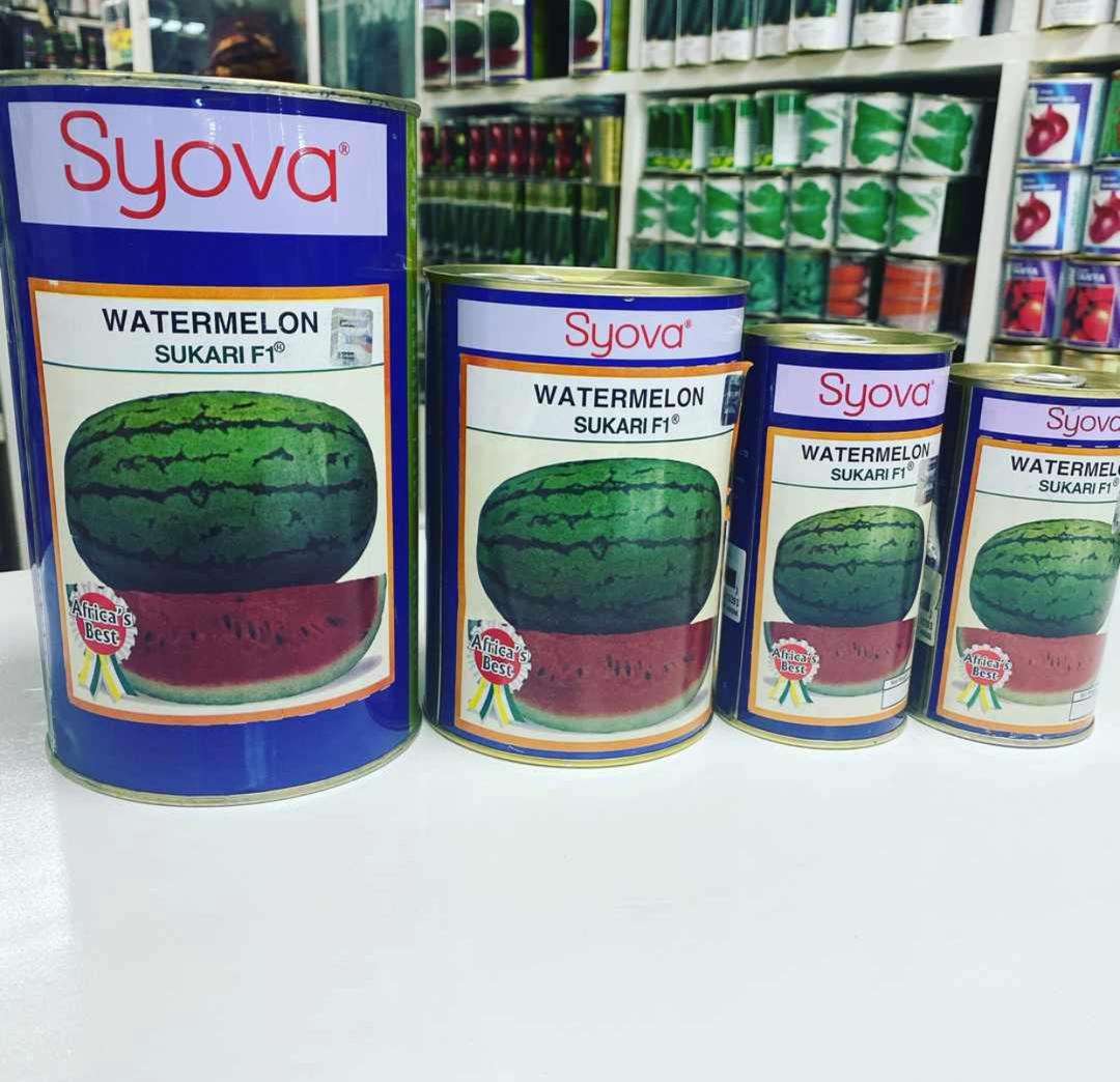 Syova Watermelon Zebra F1 - 100gm