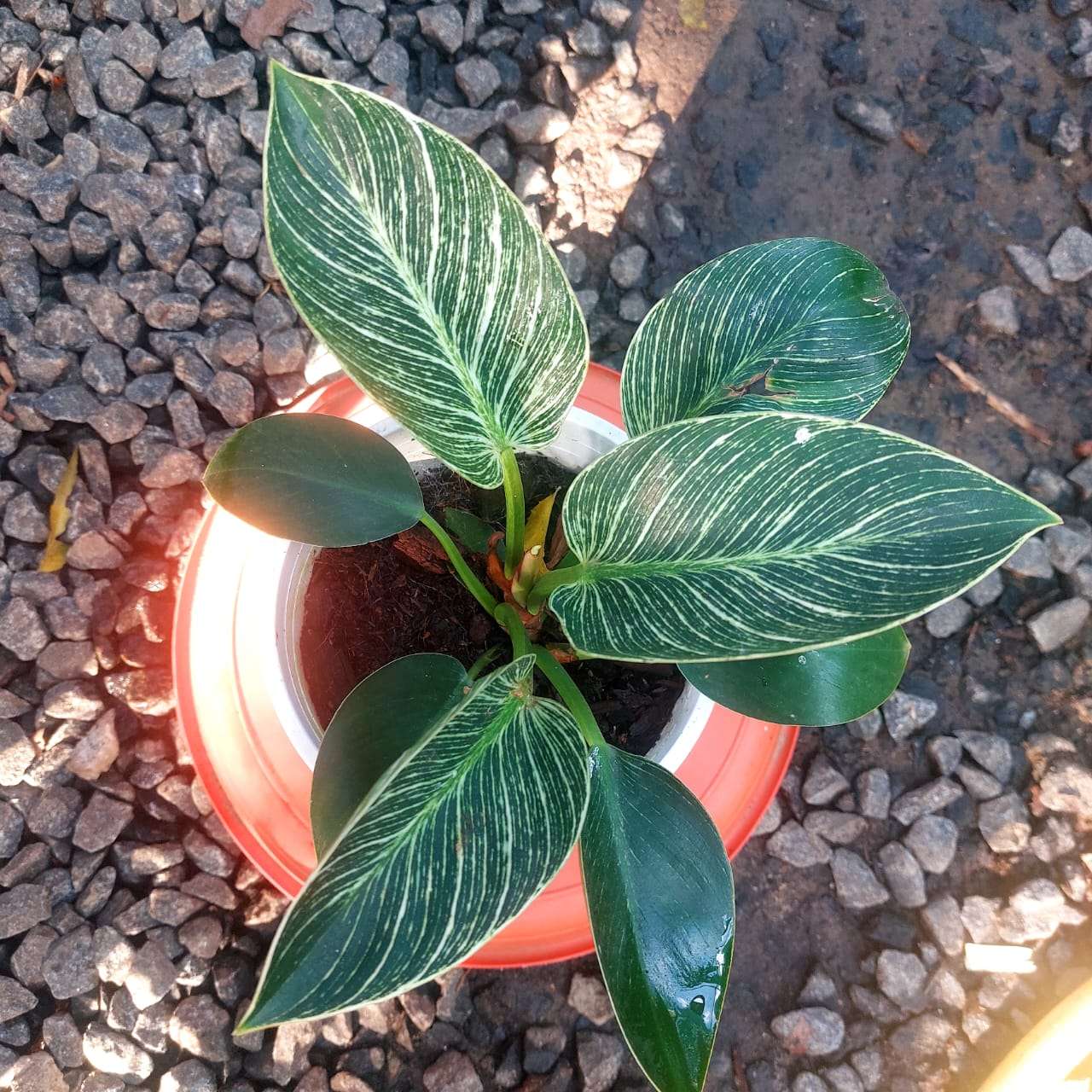 Philodendron Birkin
