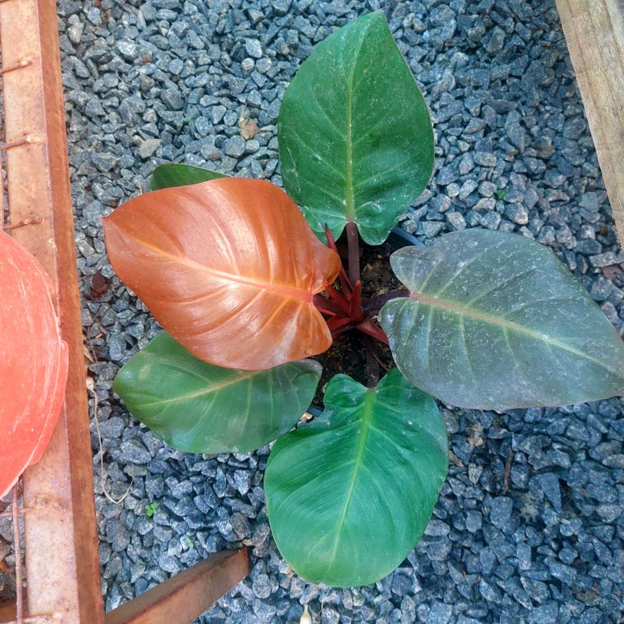 Philodendron cherry red