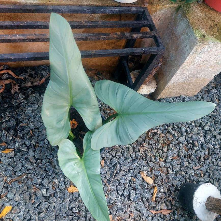 Philodendron silver sword